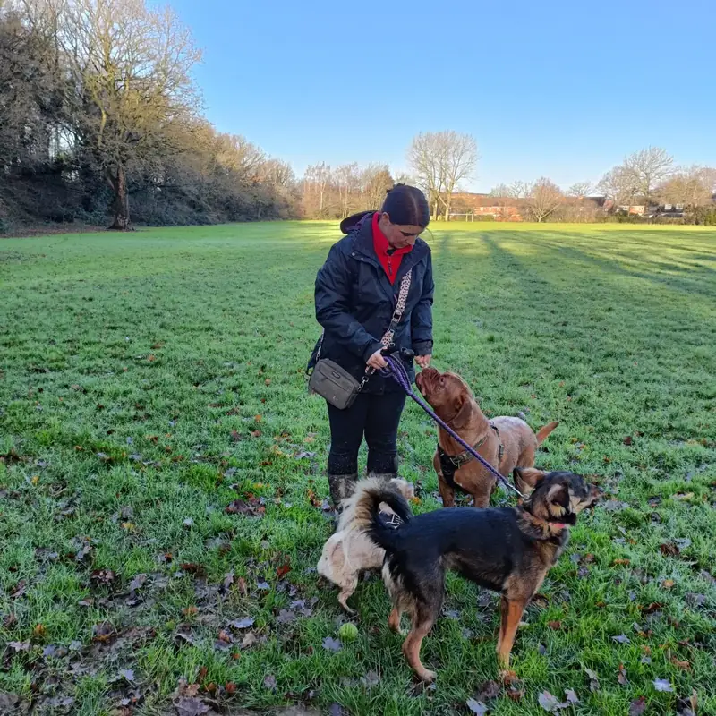 Kate walking dogs outdoors