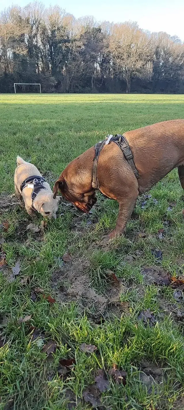 A dog enjoying time outdoors