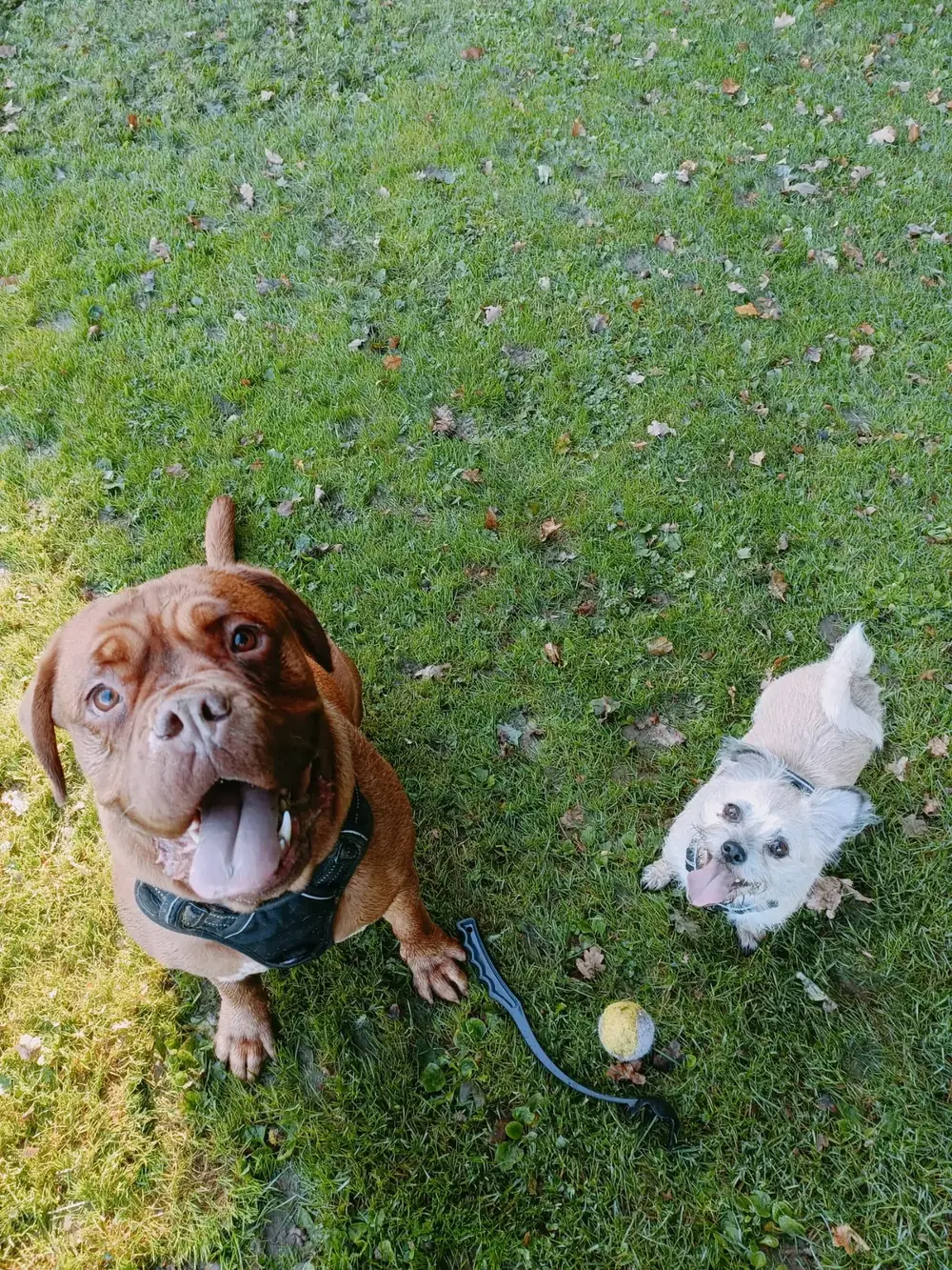 Dogs in the care of Pound Hill Pets