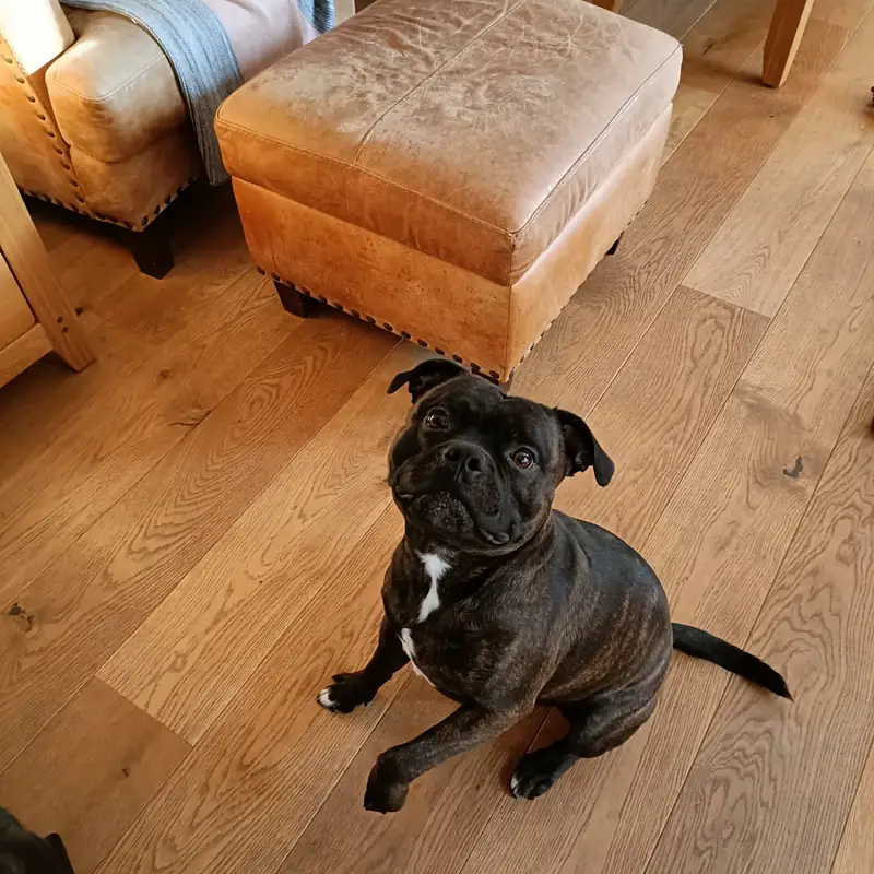 A dog relaxing during a home visit